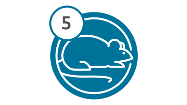 Bus Route 5 - Mouse Bus Route 5 - Mouse