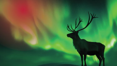 Caribou standing on a snowy hill with northern lights in the background.